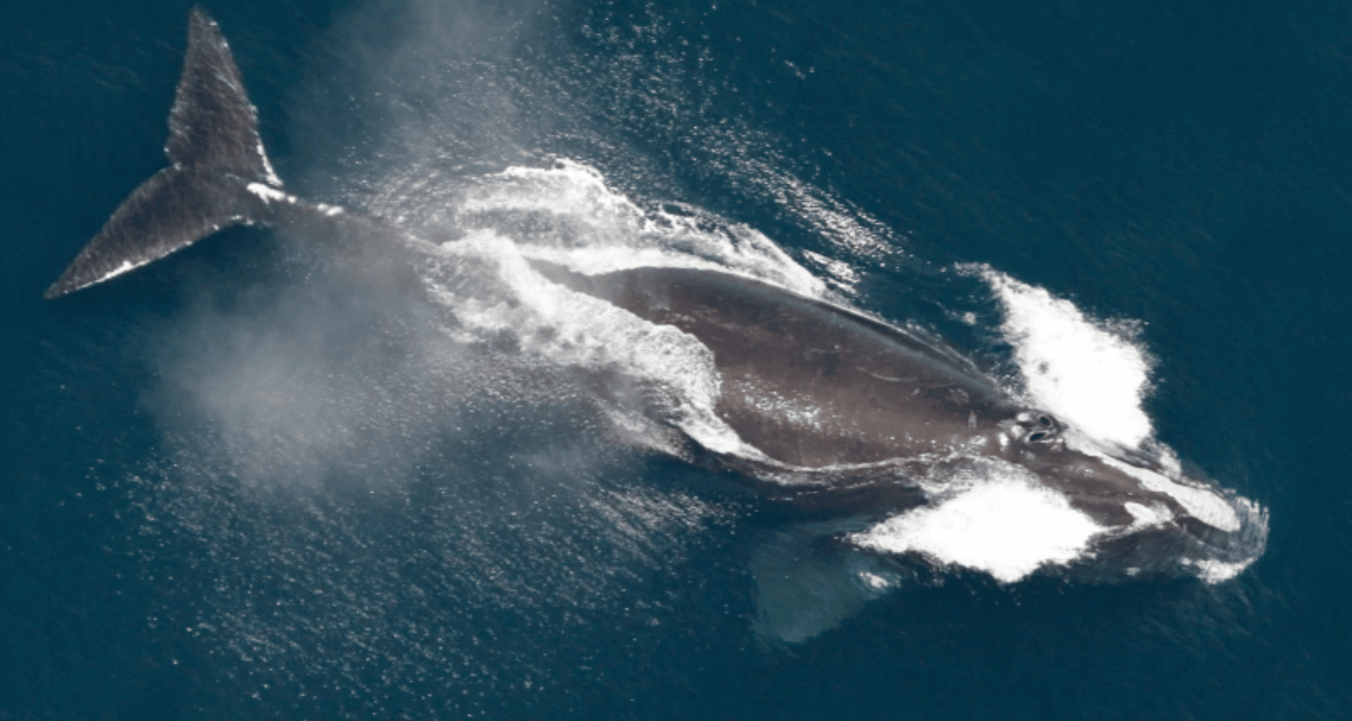 One Of The World’s Rarest Whales Is Making A Surprising Comeback!