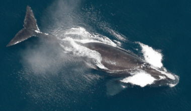 One Of The World’s Rarest Whales Is Making A Surprising Comeback!