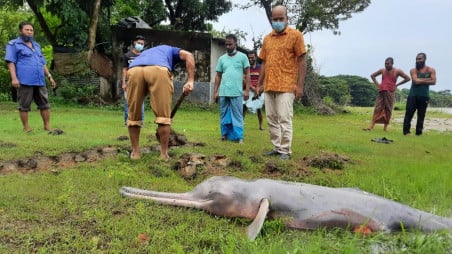 The file photo shows a local preparing to bury the 46th freshwater dolphin, which died on 25 August this year in the Halda River, Chattogram. Once regarded as one of the safest habitats for the endangered Ganges River dolphin, the river has seen a rising death toll over the last 8 years. Photo: TBS