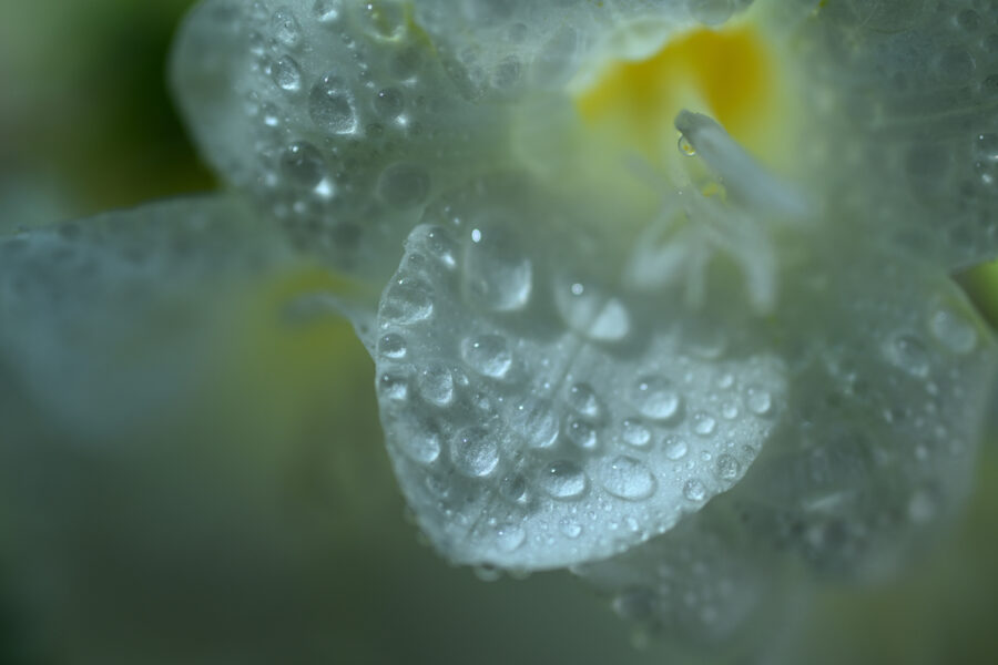 Still shot with the Nikon NIKKOR Z DX 35mm f/1.7