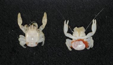 Duo Of Tiny Species Discovered In Deep Waters Off The Coast Of Australia