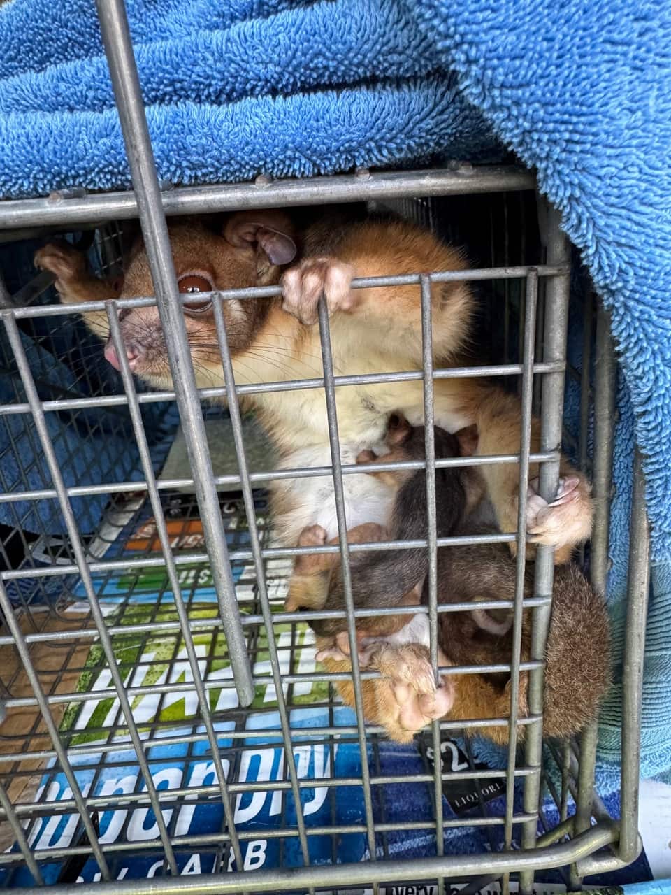 Ringtail possums in a cage, with a blue towel above it.