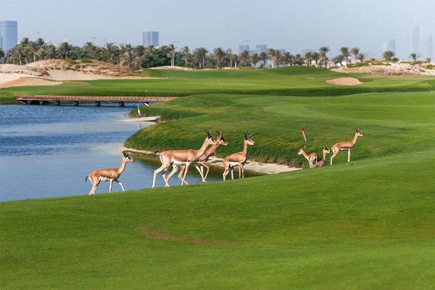 Saadiyat Beach is home to a variety of wildlife, including mountain gazelles and migratory birds