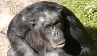 A New-To-Science Discovery Was Made In 1997 When A Zoo Chimp Started Throwing Rocks At Visitors