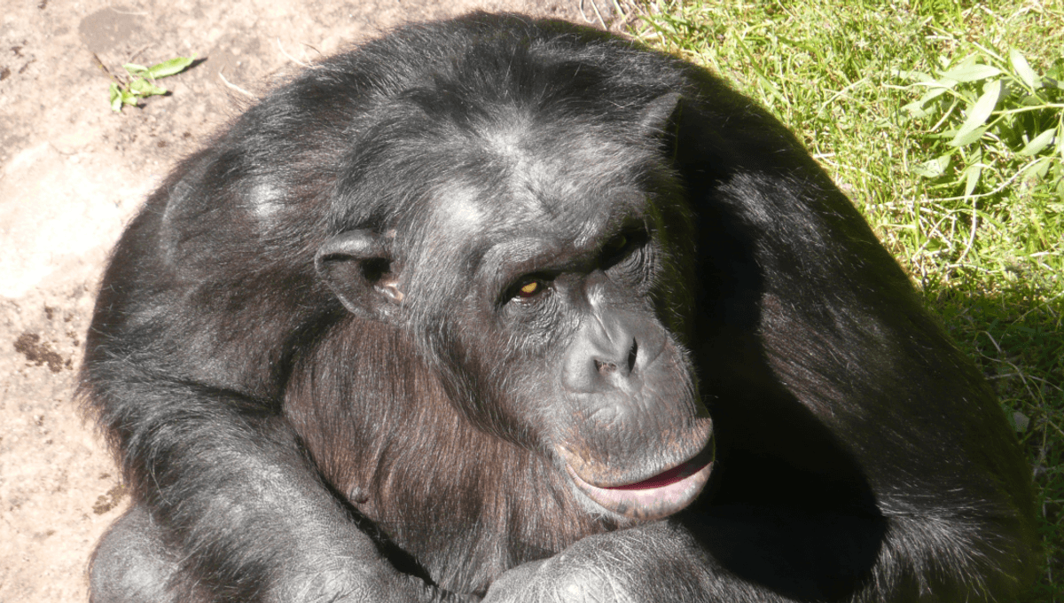 A New-To-Science Discovery Was Made In 1997 When A Zoo Chimp Started Throwing Rocks At Visitors