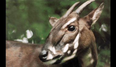 Finding The Last Saolas: Scientists Hunt For 12 "Asian Unicorns" To Halt Extinction Of One Of The World's Rarest Mammals