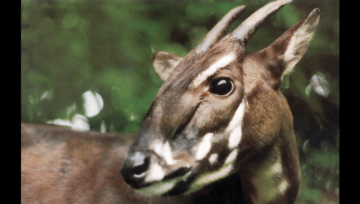 Finding The Last Saolas: Scientists Hunt For 12 "Asian Unicorns" To Halt Extinction Of One Of The World's Rarest Mammals