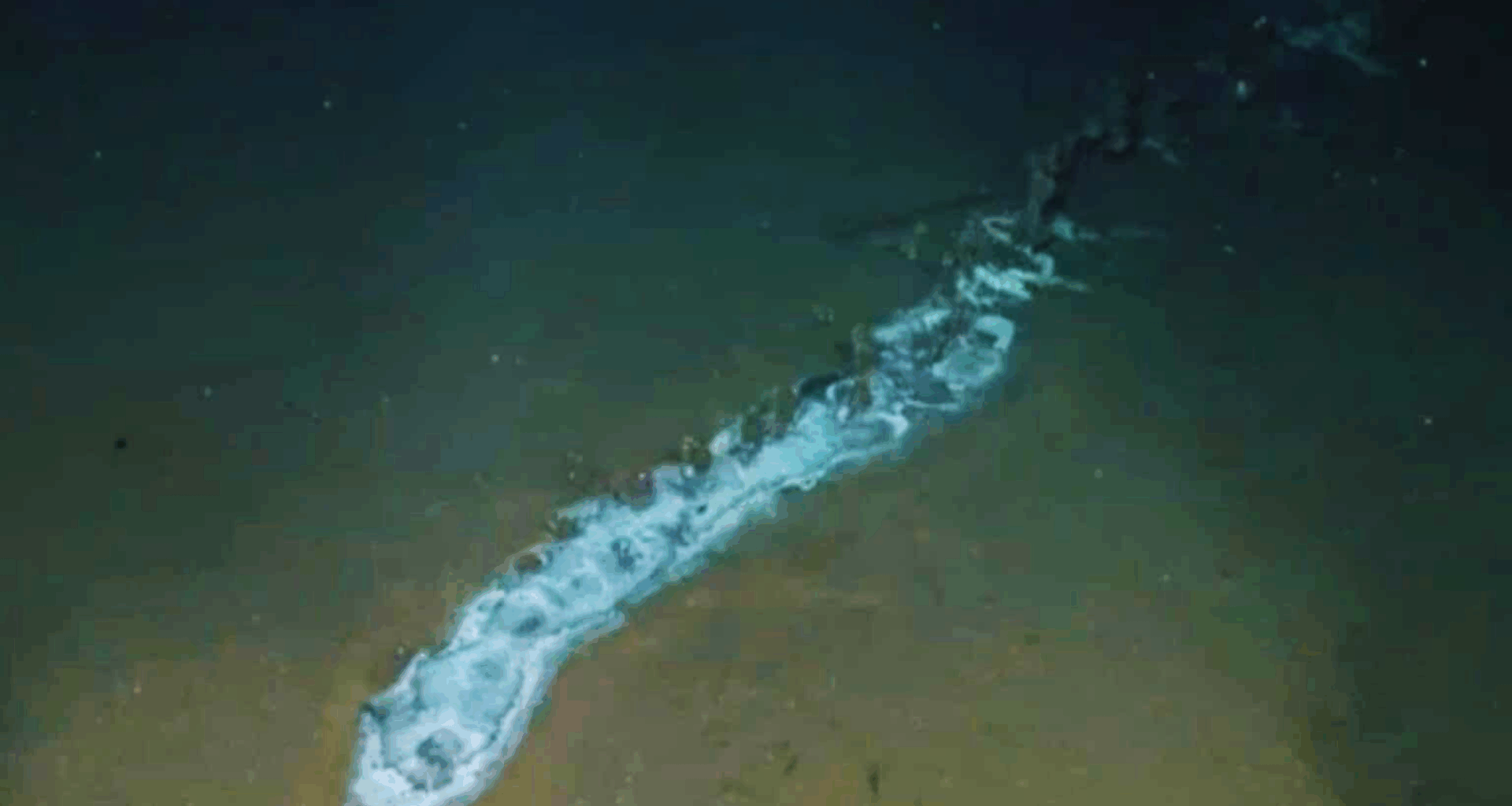 Scientists Discover Thriving Ecosystem Around A Giant Deep Sea Creature