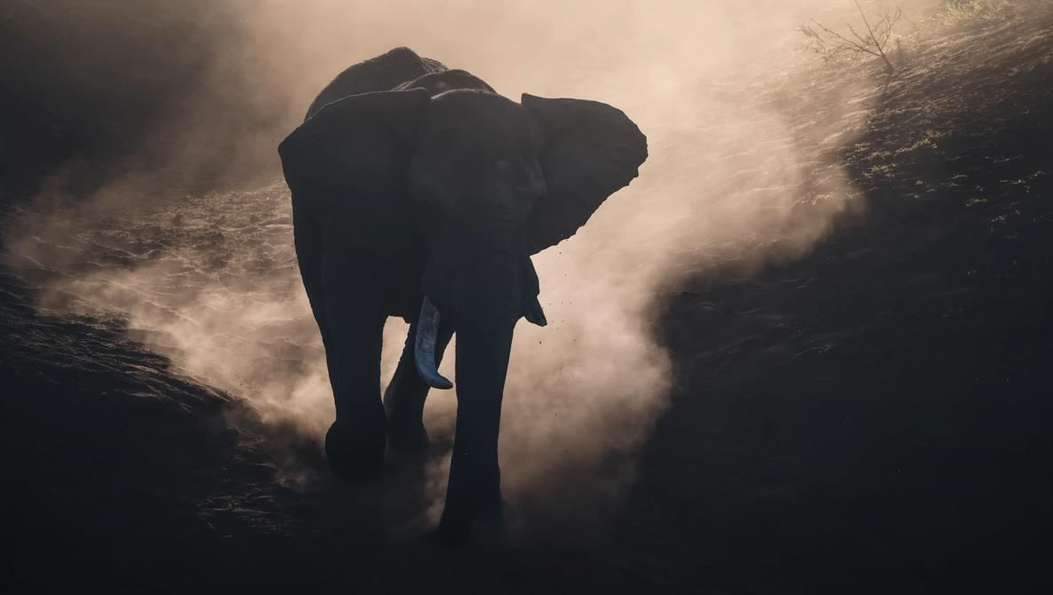 The 7 Principles of Exceptional Wildlife Photography