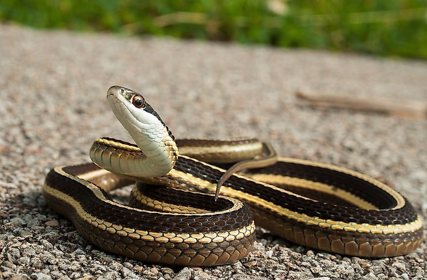Eastern Ribbon snake posing on road with head up.