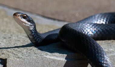 10 Most Snake Infested State Parks In New York