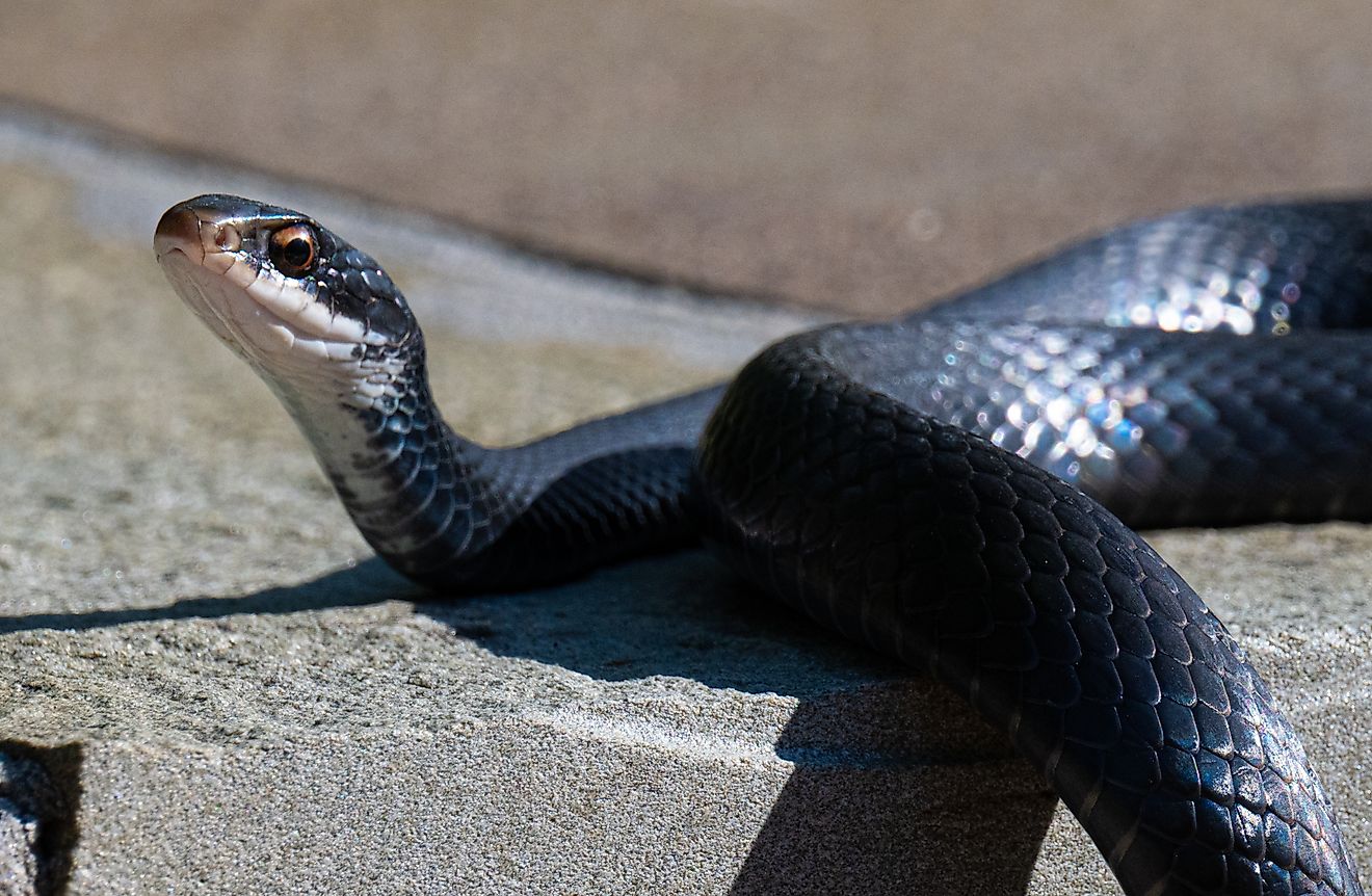10 Most Snake Infested State Parks In New York