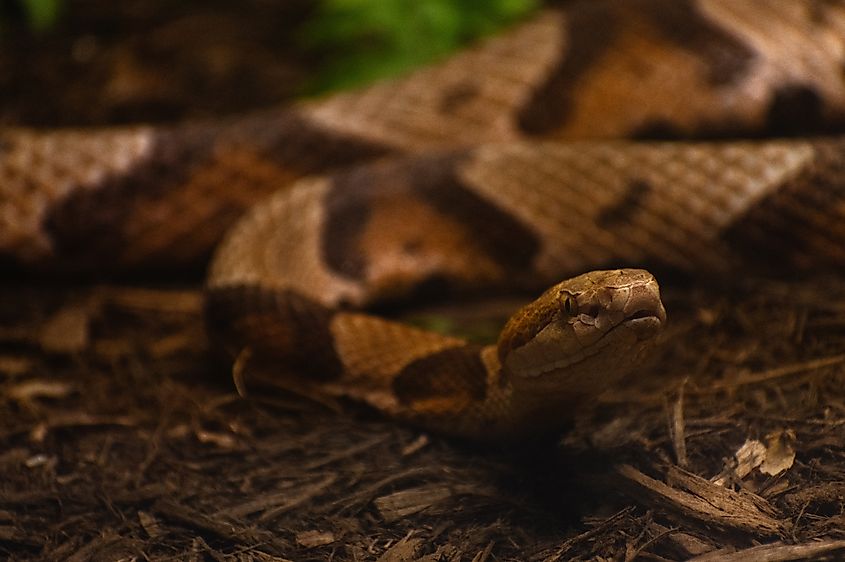 Copperhead Snake