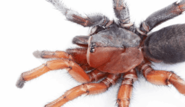 Scientists Discover Rare Half-Male, Half-Female Bilateral Gynandromorph Of A New Spider Species