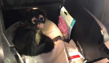 Female Spider Monkeys Are Being Killed So Poachers Can Sell Their Offspring on TikTok