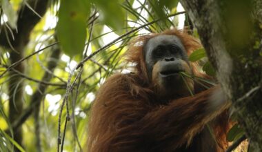The Tapanuli Orangutan Is The World's Rarest Great Ape, With Fewer Than 800 Left In The Wild