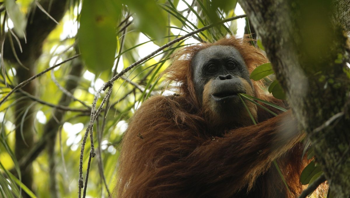 The Tapanuli Orangutan Is The World's Rarest Great Ape, With Fewer Than 800 Left In The Wild