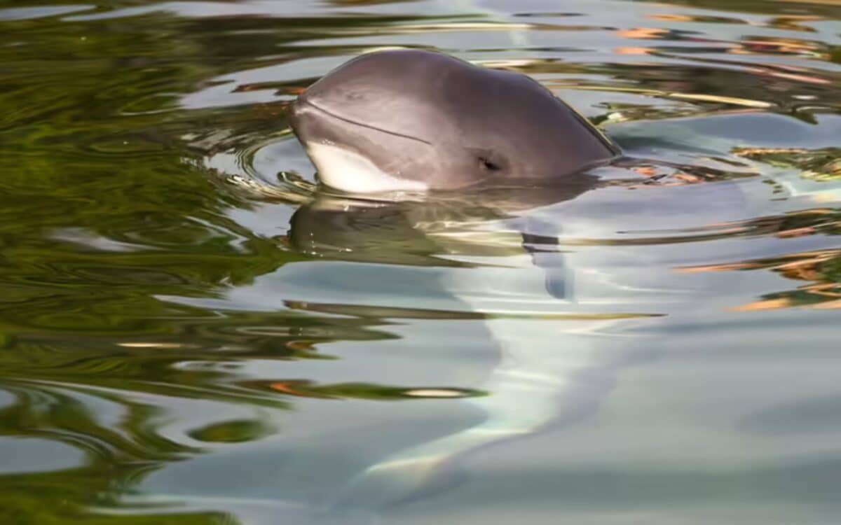 The Vaquita (phocoena Sinus) . Credit Shutterstock