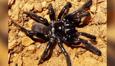 The World’s Oldest Spider Lived To 43 Meet Number 16 And Her Unbelievable Journey