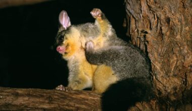 A common brush-tail possum on a tree branch at night