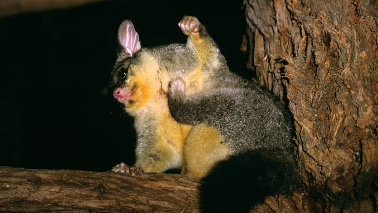 A common brush-tail possum on a tree branch at night
