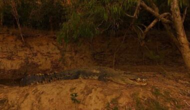 A crocodile in the wild