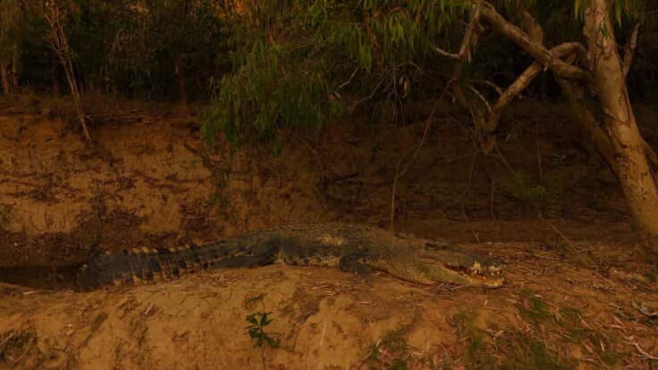 A crocodile in the wild