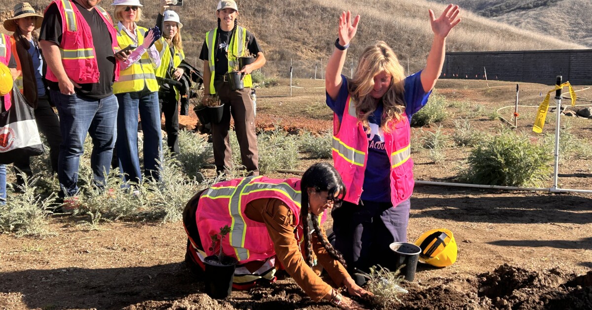 First native plants installed on the 101 Freeway wildlife crossing in Agoura Hills