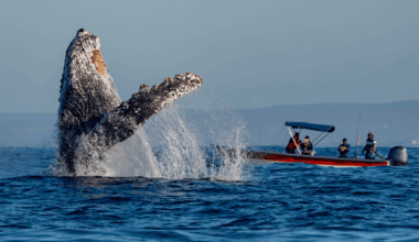 A Whale Protected A Scientist From A Huge Shark. A Year And 15 Days Later, They Were Reunited