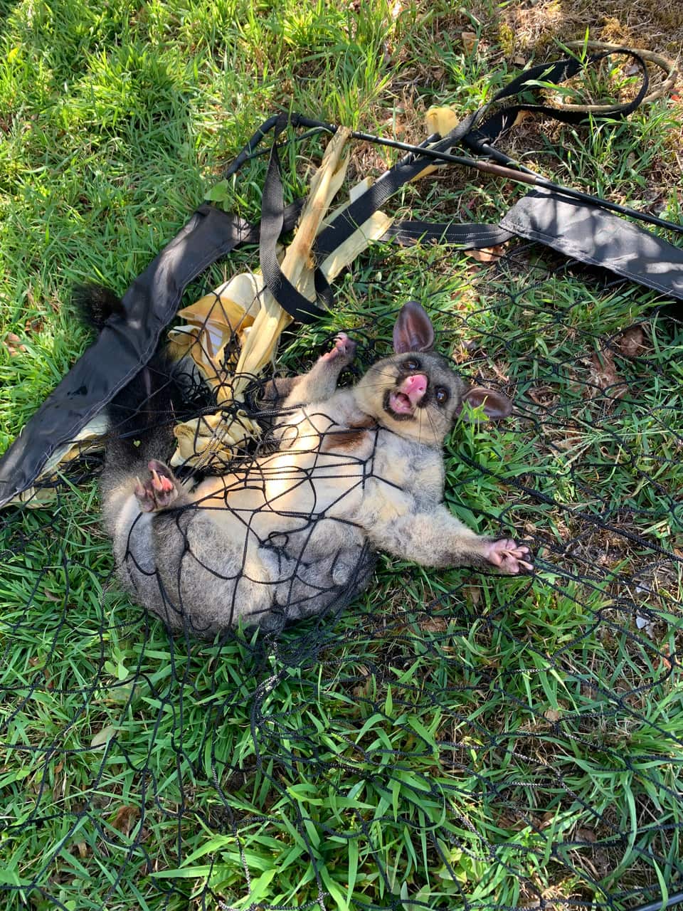 A stunned brushtail possum caught in a soccer net on grass.