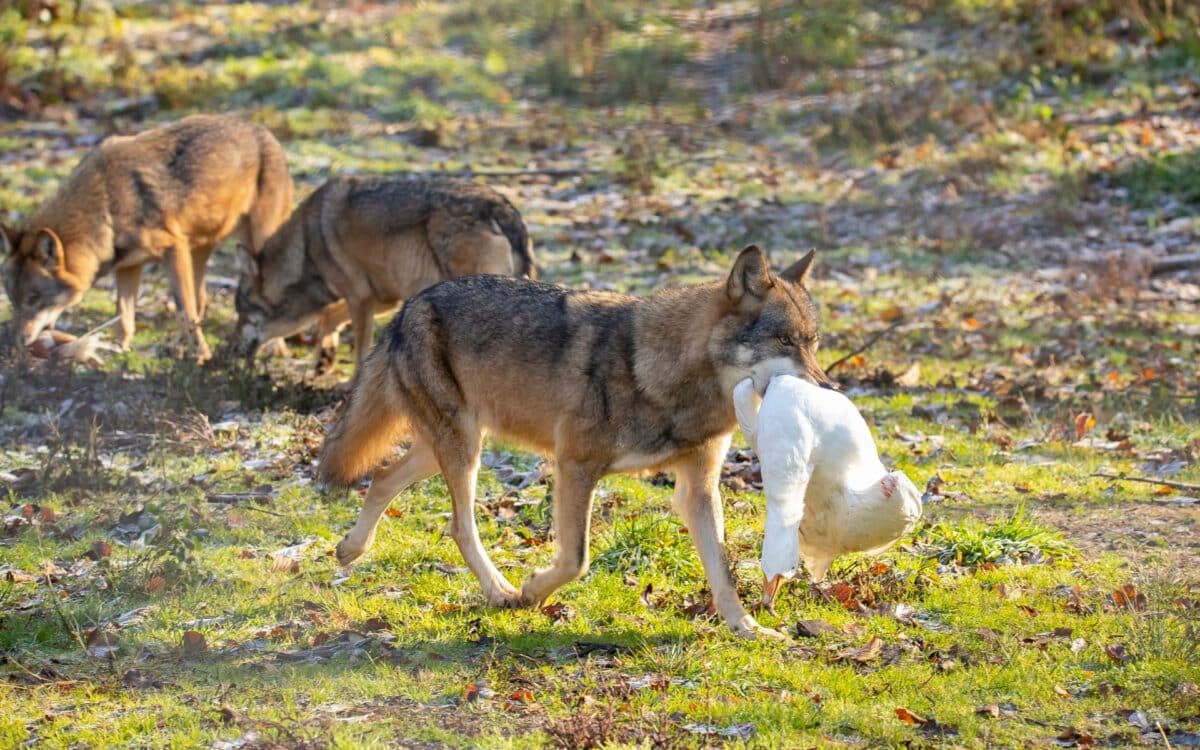 Wolf, European Wolf. Canis Lupus Lupus