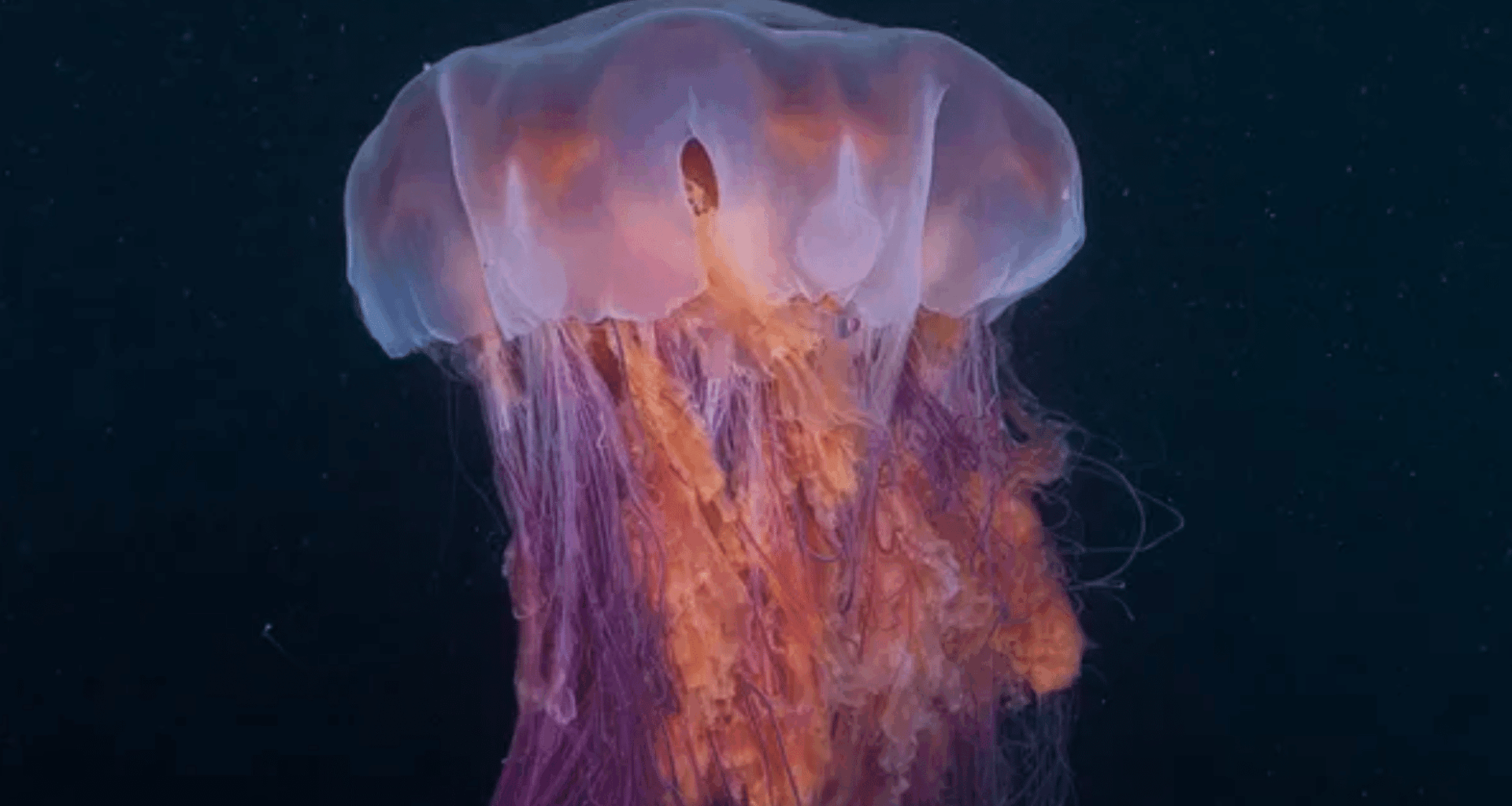 World’s Heaviest Jellyfish Spotted Off Washington Coast