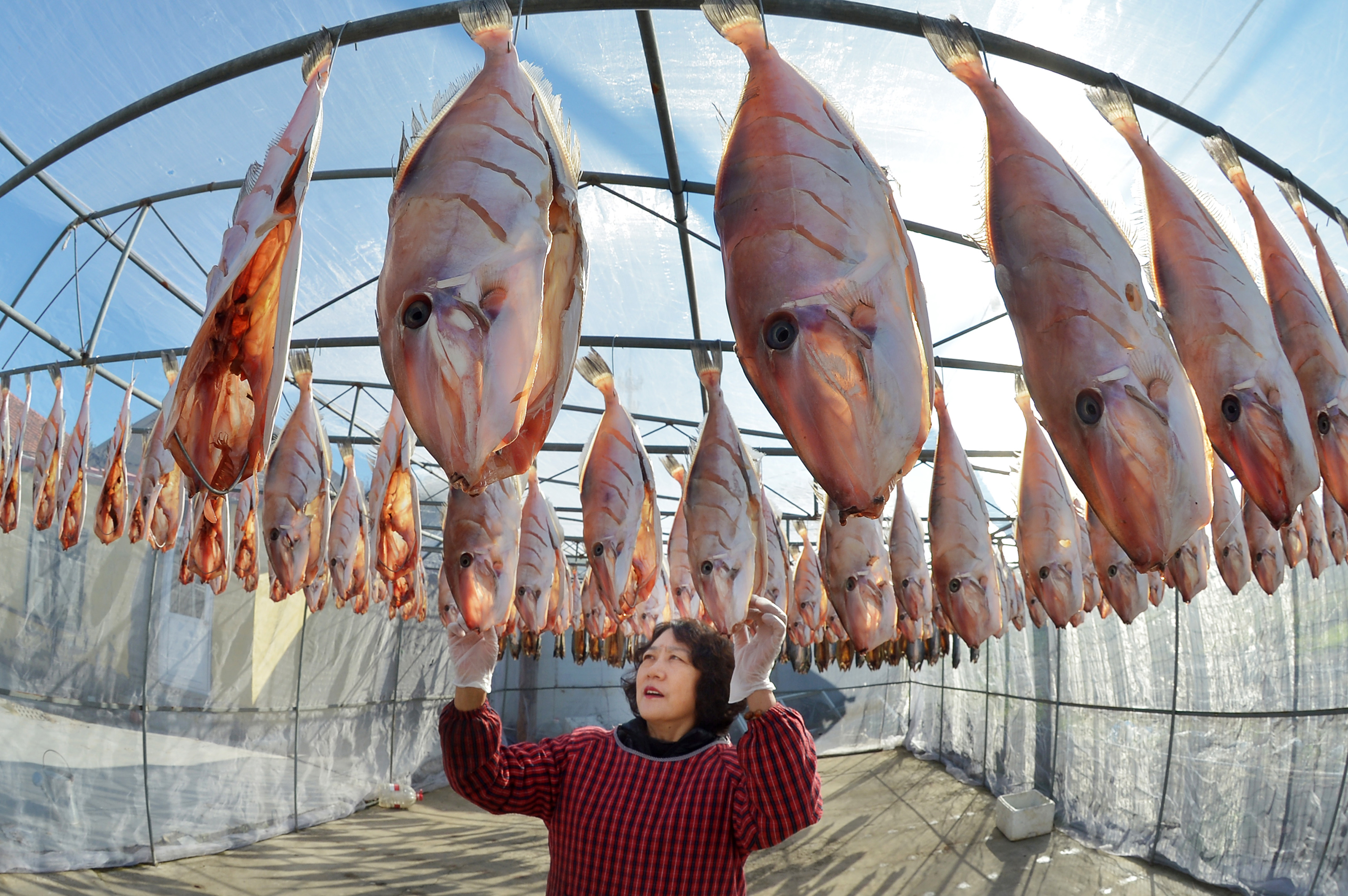 A fisherman in Qingdao, China, inspects a row of fish drying in a greenhouse.