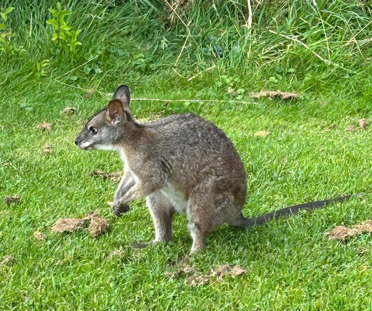 Wallaby at Nottinghamshire golf club.