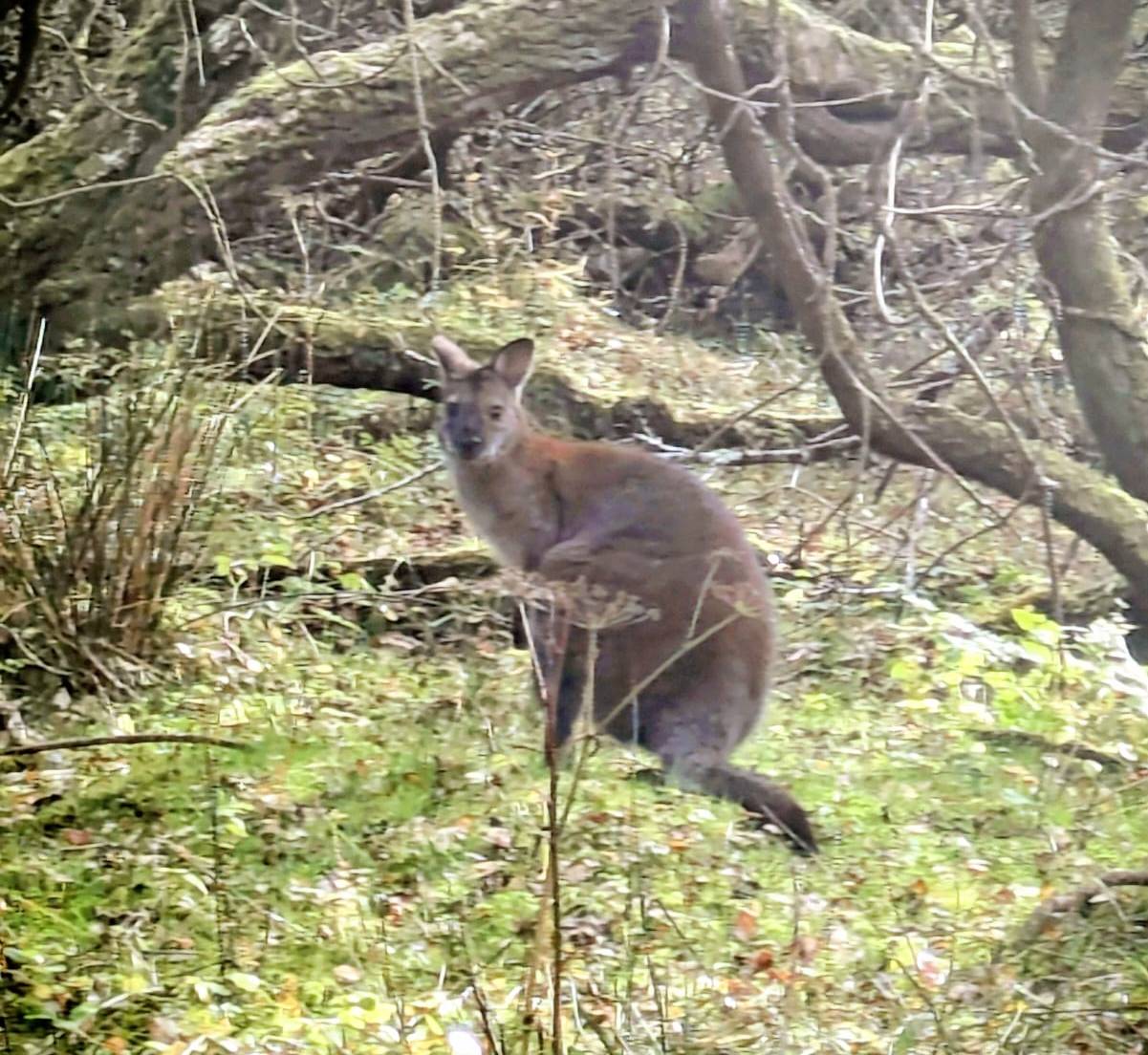 A wild wallaby in the Isle of Man.
