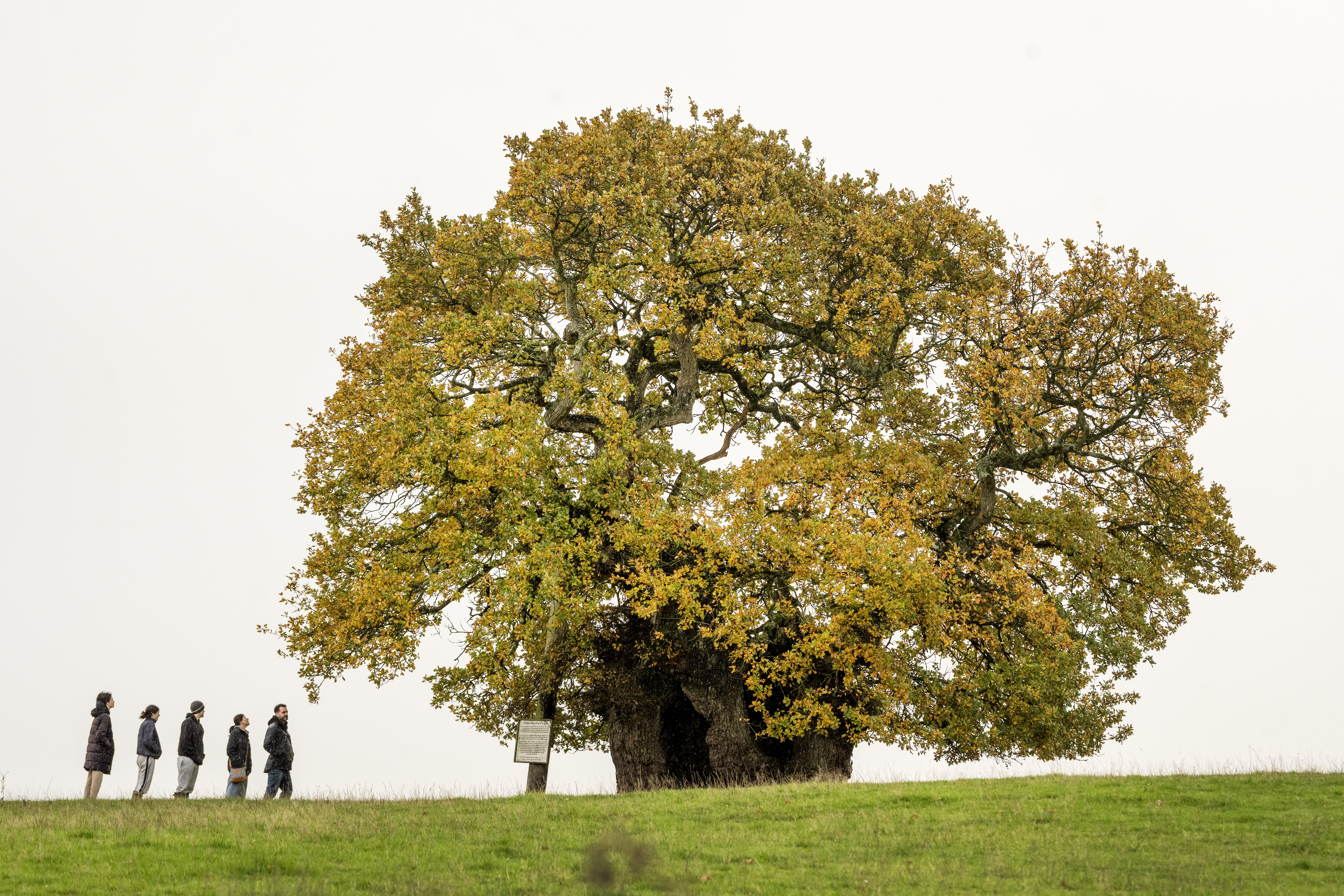 Five people on a grassy hill admiring a large oak tree with autumn leaves.