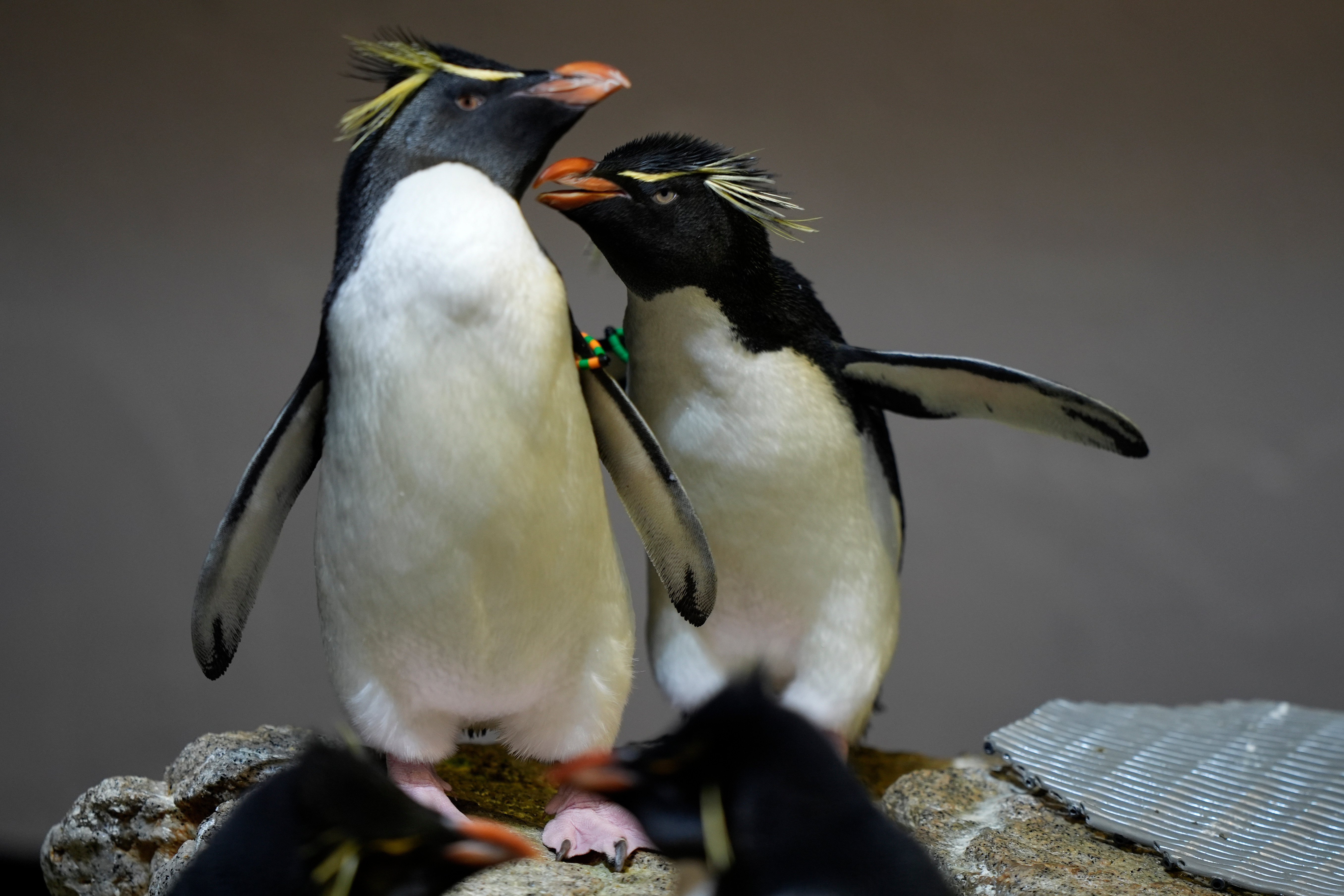 Two southern rockhopper penguins with bright yellow crests and orange beaks stand on a rocky surface, one with a colorful band on its wing.