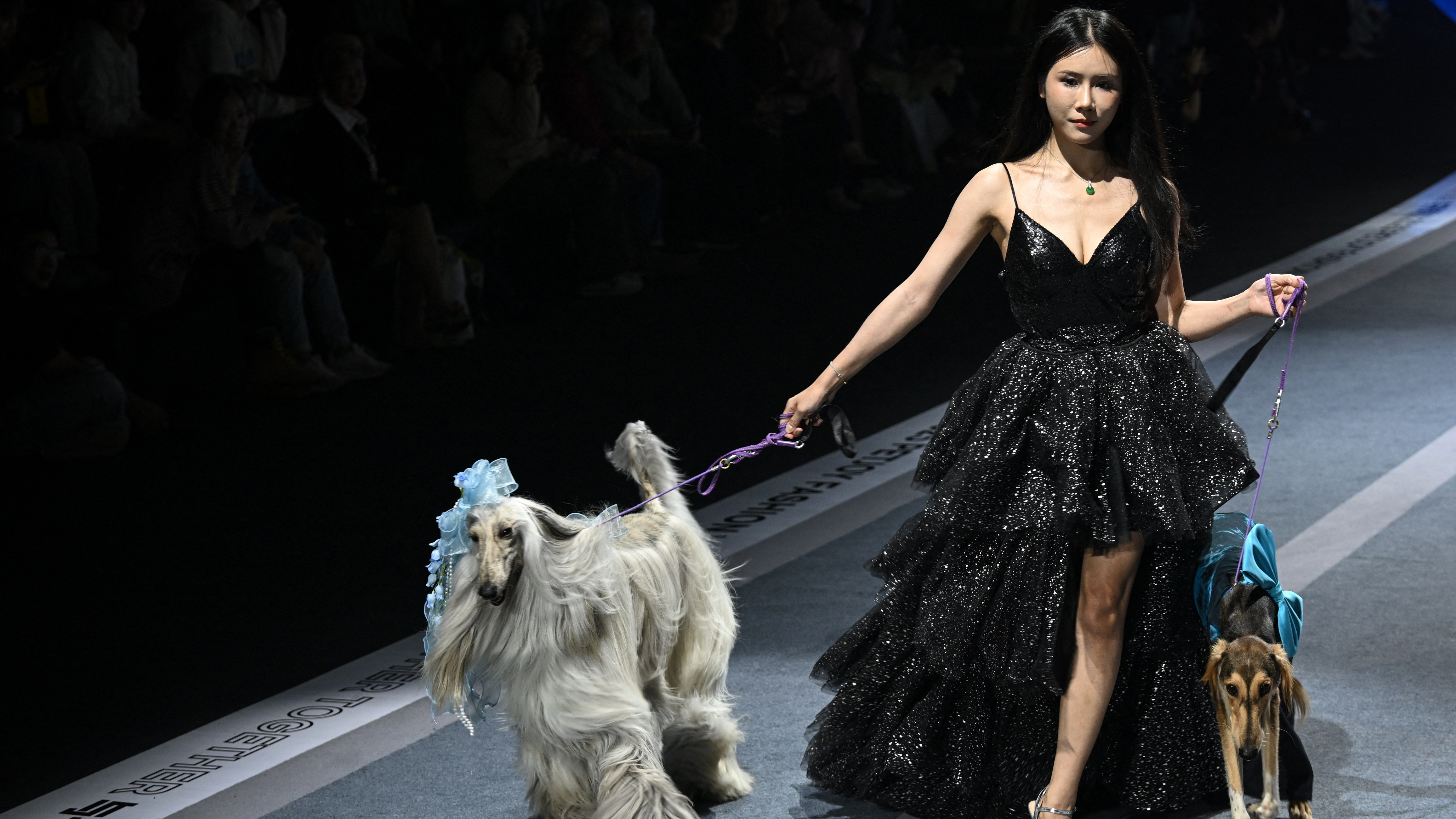 A pet fashion show in Shanghai — and other news in pictures