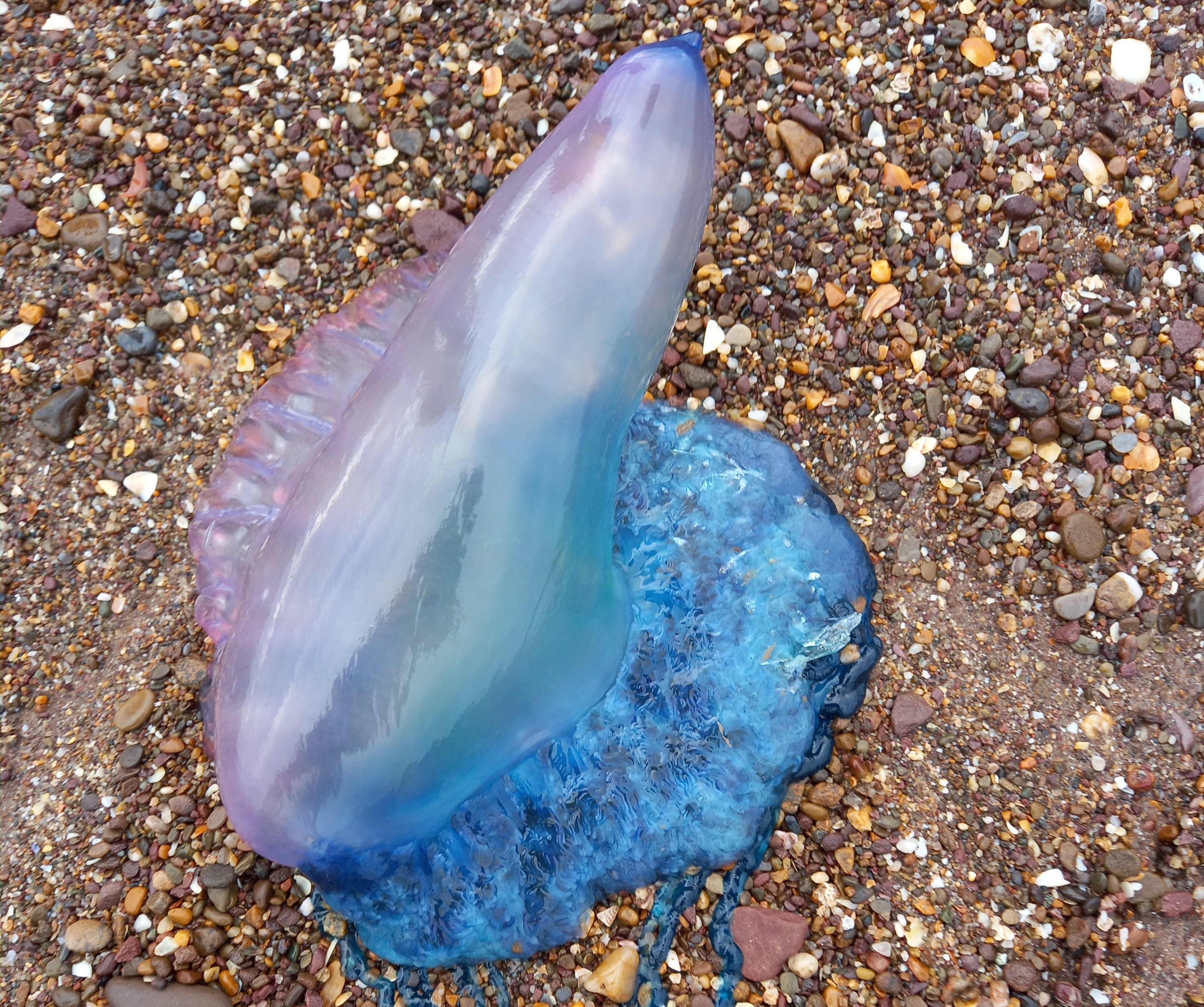 Portuguese man o' war jellyfish off the coast of the UK.
