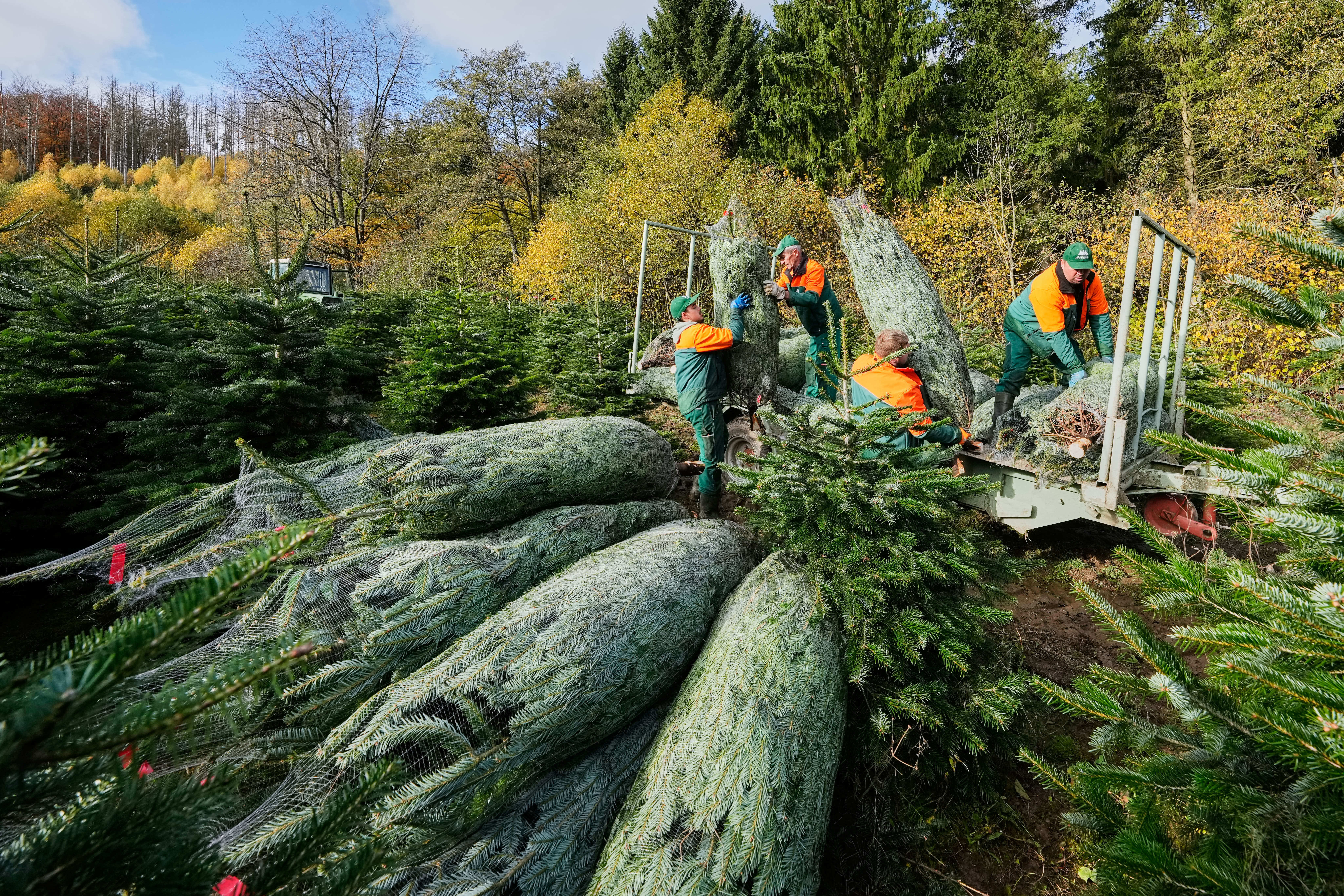Workers loading netted fir trees onto a truck at a Christmas tree farm.