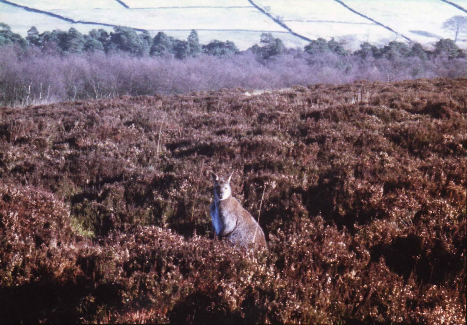 Wallaby in the Roaches in the Peak District.