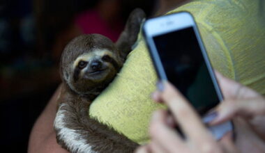 Sloth selfies are feeding a booming wildlife trafficking trade
