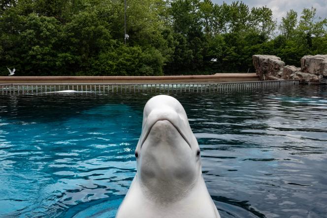 At Marineland amusement park in Niagara Falls, Ontario, Canada, June 9, 2023.