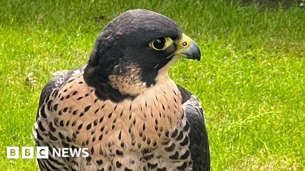 Search is on in Brantham for Chanel the missing peregrine falcon