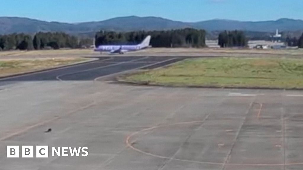 Bear runs onto airport tarmac, halting flights