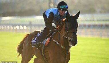 A series of experts from Macquarie Capital as well as an artificial intelligence (AI) model have crunched the numbers when it comes to the 2025 Melbourne Cup - and both declared the same winner, Half Yours (pictured)