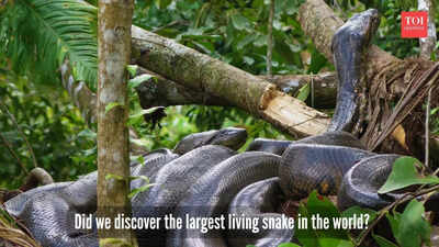 Largest snake in the world? Expeditioners find a 20.7-foot anaconda on a TV show shoot
