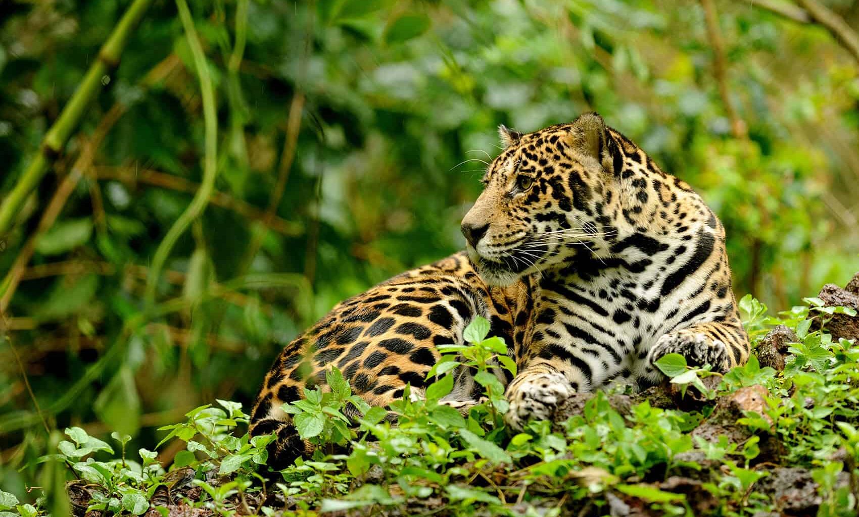 Costa Rica Jaguar Documentary Explores Olive Ridley Arribada in Santa Rosa Park