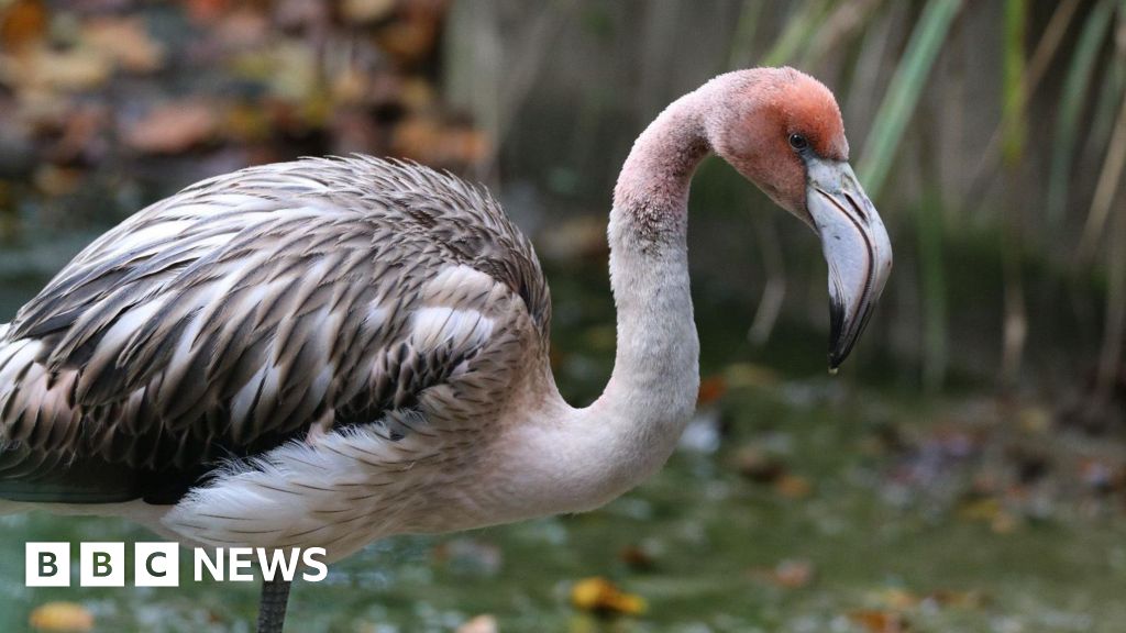 Expert has hope for 'resilient' missing flamingo in Cornwall