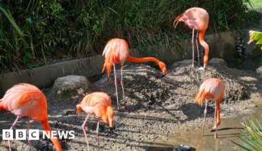 Flamingo 'on the run' from wildlife sanctuary